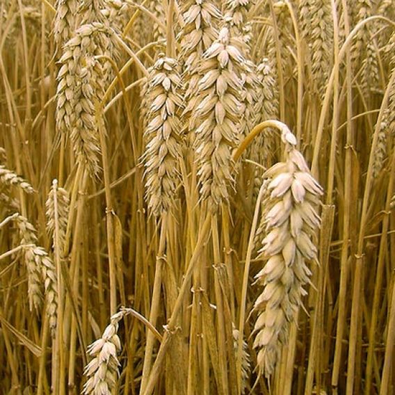 Glutenfrei nur, wenn nötig