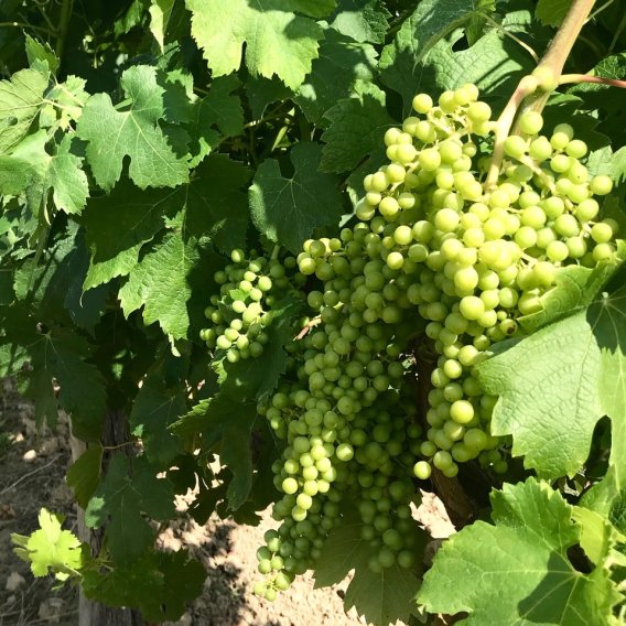 Wein. Guide for Beginners. 10 Rebsorten