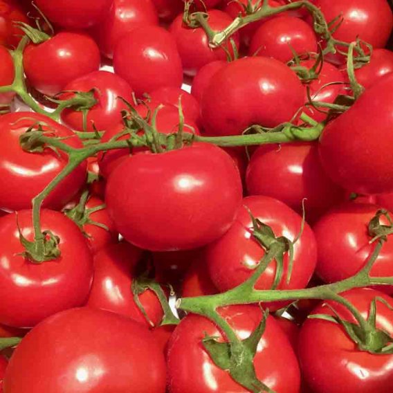Tomaten